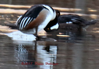 The Male (Front) Hooded Merganser Dipping his Head