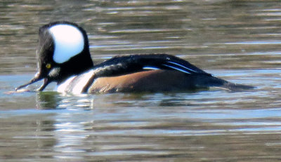 Hooded Merganser Male, Mouth Open
