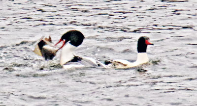 Two Common Mergansers , one just caught a fish!