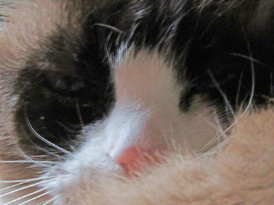 Whiskers!  lilicat's nose