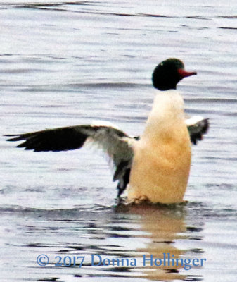 Common Merganser Male Getting Feisty