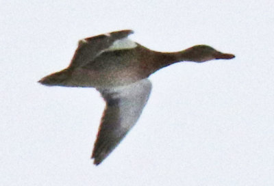 Flying Mallard female