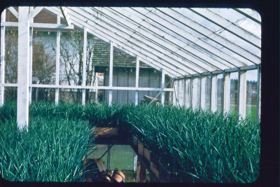 1-greenhouse interior_the girls.jpg