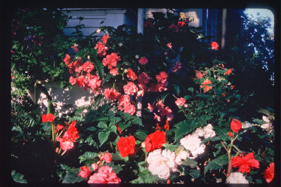 1976-Begonias NE corner_1976.jpg