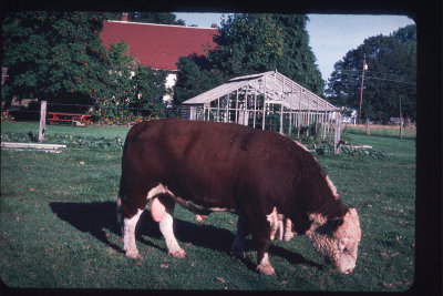 1976-bull near house_1976.jpg