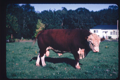 1976-bull schoolhouse_1976.jpg