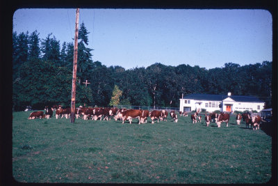 1976-herd-frame 3 Poyama_1976.jpg