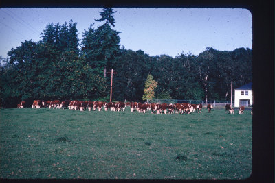 1976-herd_A_1976.jpg