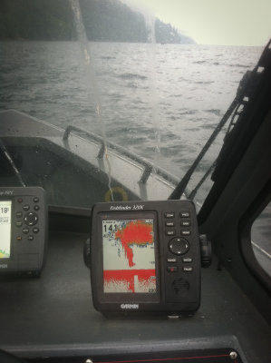 IMG_6294 _bait ball July 10.JPG