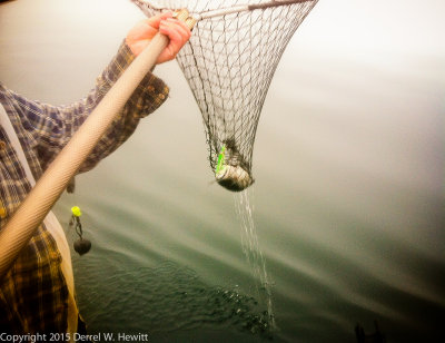 IMG_6418_feeder king netted.JPG