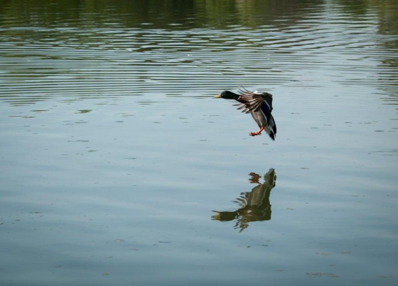 male mallard landing.jpg