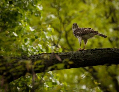 Cooper's hawk.jpg