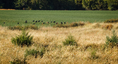 field of turkeys.jpg
