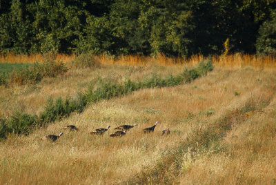 Flint Hills, Kansas 2013