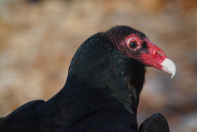 Turkey Vulture