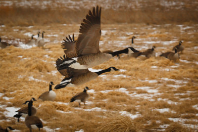jstroup.canada.geese.2.16.2014.jpg