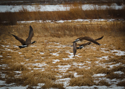 jstroup.geese.canada.2.16.2014.jpg