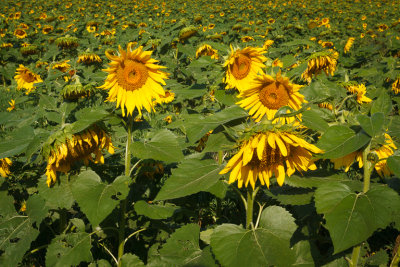 KS sunflowers.jpg