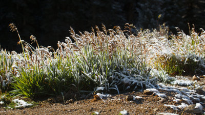 frozen weeds.jpg