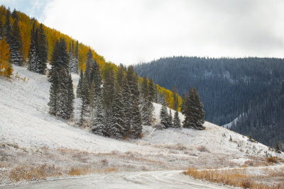 snowy aspens.jpg