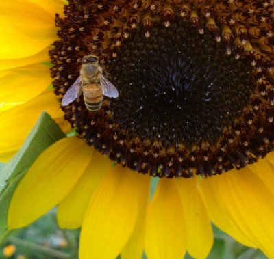 honey bee on sunflower.jpg