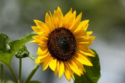 backyard sunflower