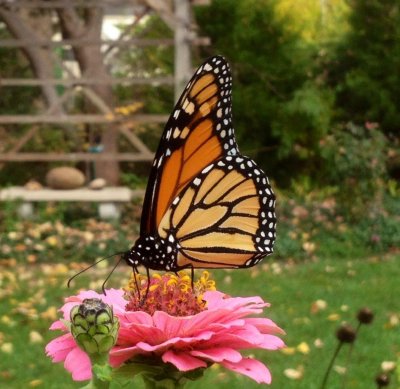 Oct. 27th 2014 Monarch.jpg