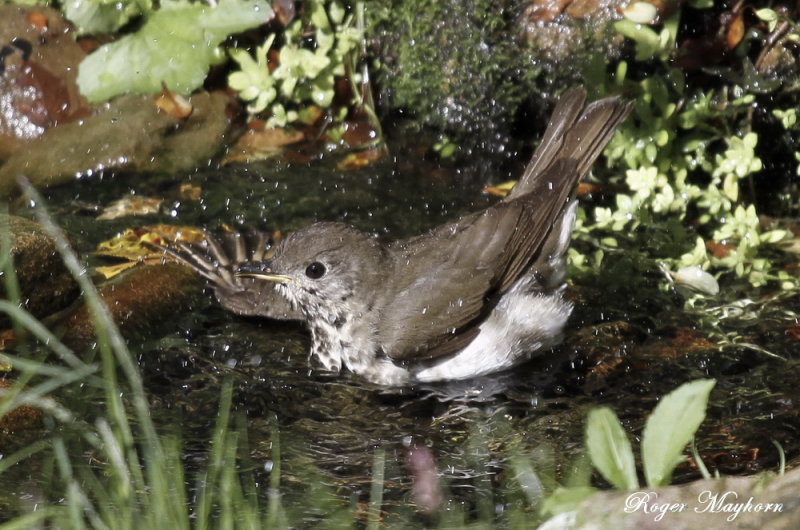 2015_10_5 Gray-cheeked Thrush - Compton Mt_0337