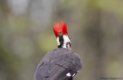 Pileated Woodpecker - Crest raised