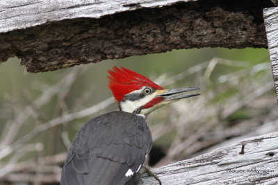 Pileated Woodpecker - Getting nervous