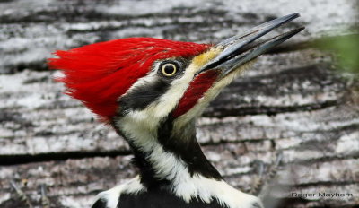 Pileated Woodpecker - Staring at me