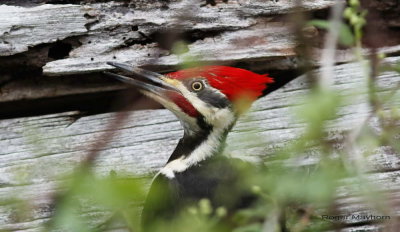 Pileated Woodpecker - Realizing I'm there