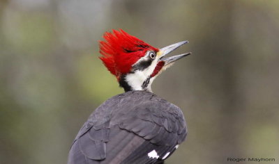 Pileated Woodpecker - Ready to fly