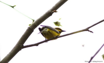 Lawrence's Warbler - male