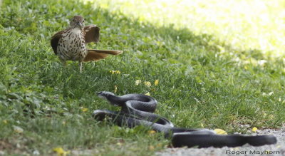 The snake prepares to strike