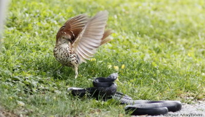 The battle begins