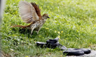 The thrasher makes itself a moving target