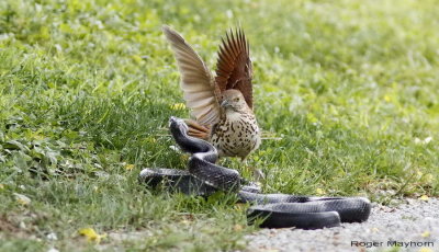 The bird is in real danger of being killed by the large snake