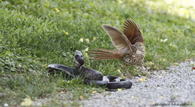 The thrasher is too fast