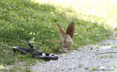 The bird moves quickly from one spot