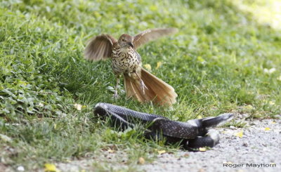 The snake misses and the thrasher attacks