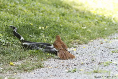 But the thrasher is not going to let him go that easily