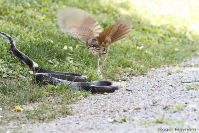 The angry bird launches himself into the air