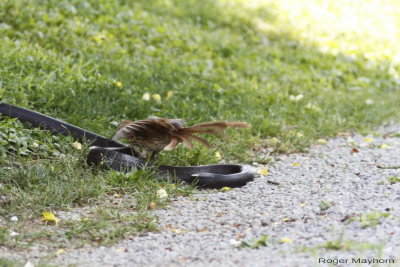 and gives the snake a sharp peck on the back,