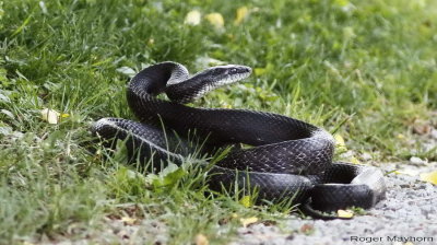 The Rat Snake sees the thrasher