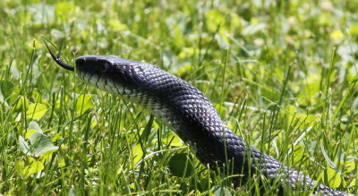 The snake stops once to raise its head to make sure the sharp-beaked bird is not following