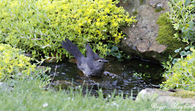 This Gray Catbird jumps ahead of him into the pool