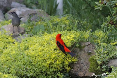 The Catbird retreats to a safe distance