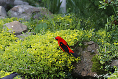 The Tanager gives the catbird its most menacing stare