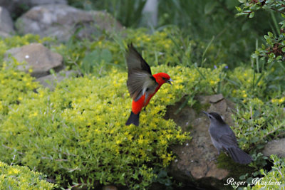 The Tanager then flies at the intruder